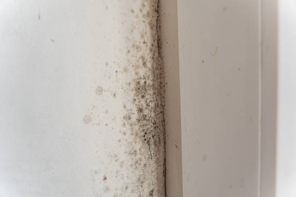 Environmental Consulting for Mold Prevention in California, PA